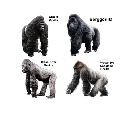 Gorilla Species Dutch Gorilla Foundation