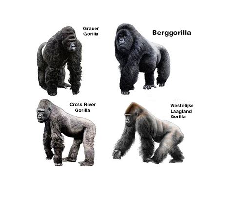 Types Of Gorillas