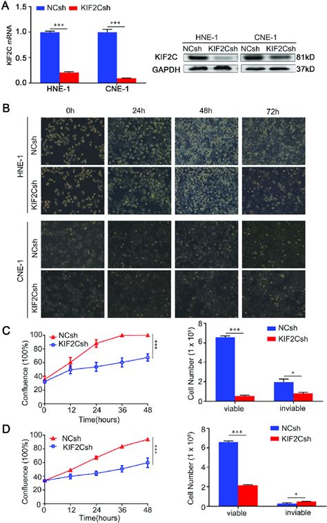 Knockdown Of Kif C Inhibits Npc Cell Growth A Rnai Mediated Kif C