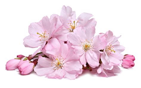 .clip art peony flower png images background ,and download free photo png stock pictures and transparent background with high quality. Cherry Blossom PNG Transparent Background, Free Download #45509 - FreeIconsPNG