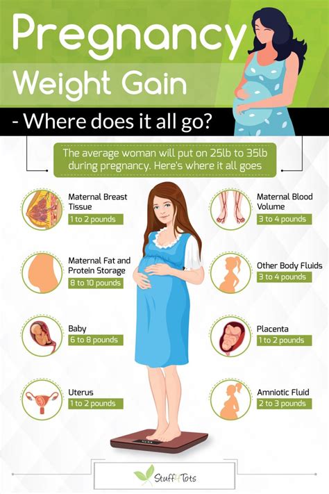 Pregnancy Weight Gain Where Does It All Go Infographic