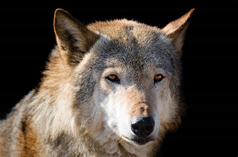 Check spelling or type a new query. Wolf Profile Stock Photos, Pictures & Royalty-Free Images ...