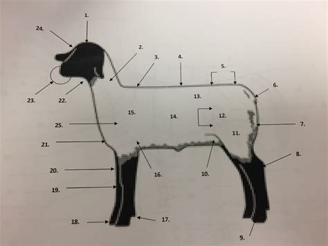 Animal Science Sheep Diagram Diagram Quizlet