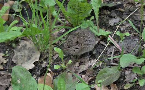 20 Tricks To Keeping Field Mice Out Of Your Yard Backyardway