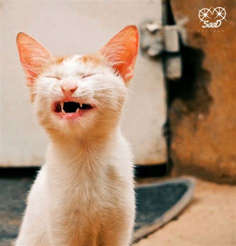 20 Hilarious Cats Laughing At You Best Photography Art Landscapes
