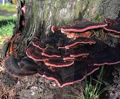 Neighborhood Fungi On A Log With A Flare Of Pink Rmycology