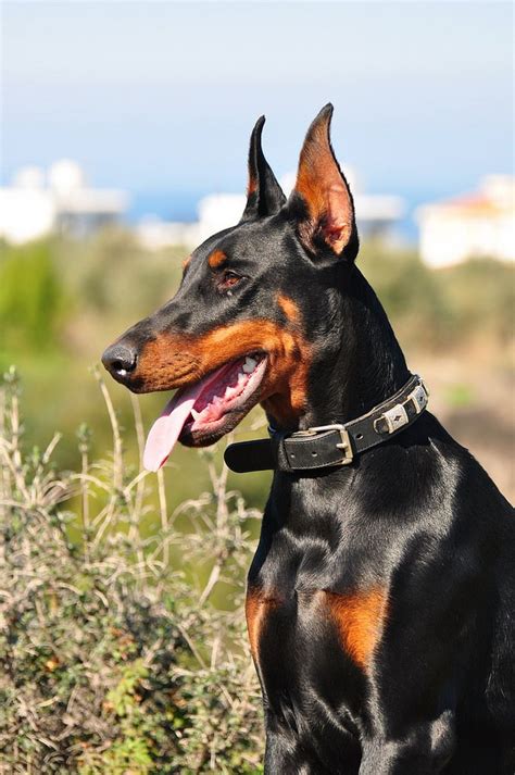 Click This Image To Show The Full Size Version Doberman Pinscher