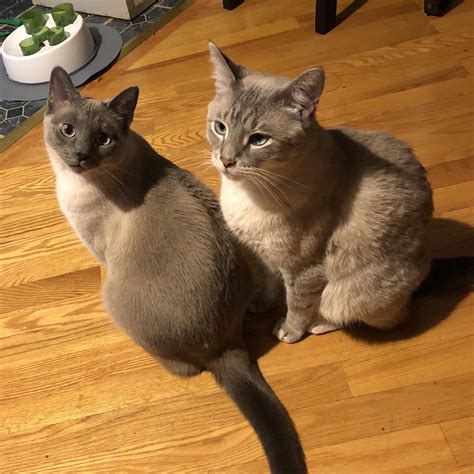 A Rare Photo Together Of My Lady Grey Lilac Point And Pekoe Lynx