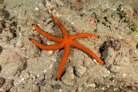 Luzon Sea Star Stock Image C0339332 Science Photo Library