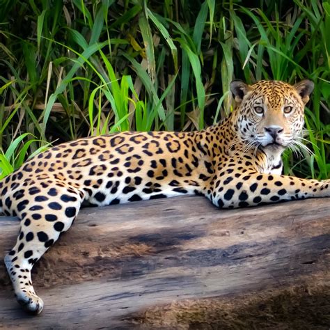 Rainforest Animals Facts Jaguar Images Zoo Animals
