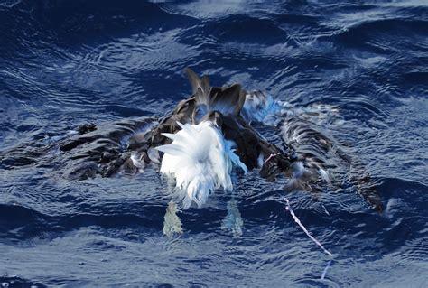 Albatross Deaths In Southern Hemisphere Linked To Single Use Plastics