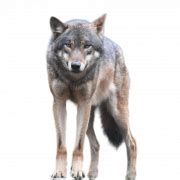 Wolf png collections download alot of images for wolf download free with high quality for designers. Wolf PNG Transparent Images | PNG All