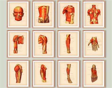 12 Human Muscular System Vintage Anatomy Posters Body Muscles Etsy