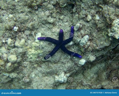 Blue Linckia Starfish Stock Photo Image Of Rock Blue 240751928