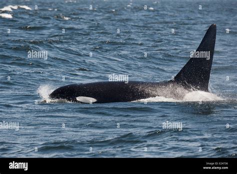 Transientbiggs Killer Whaleorca Orcinus Orca Surfacing Monterey