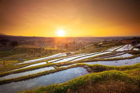 Beautiful Sunrise At Bali Rice Terraces During Sunrise Rice Fields Of
