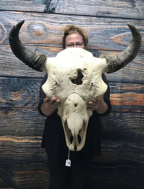Real Unique Herd Bull American Bison Buffalo Skull Western Etsy