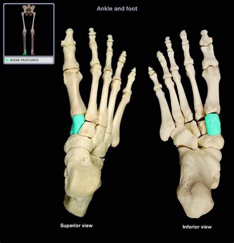 Bone also plays important roles in maintaining mineral homeostasis, as well as providing the environment for hematopoesis in marrow. 20 best images about Bones of the Foot on Pinterest | Foot ...