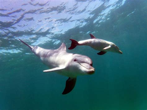 Cute Baby Bottlenose Dolphins