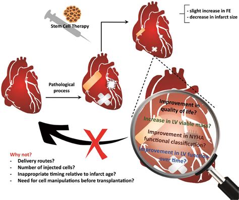 Frontiers Multipotent Stem Cells Of The Heart—do They Have