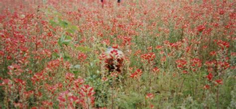 Lucky Running Through The Wildflowers