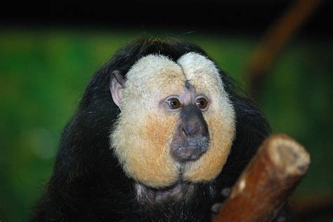 White Faced Saki 3 Photograph By Kevin Lormand