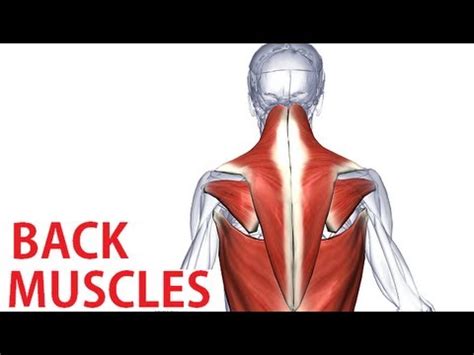 Almost every muscle constitutes one part of a pair of identical bilateral. Back Muscles Anatomy - Trapezius, Latissimus, Rhomboid ...
