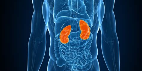 5 Simple Tips To Keep Your Kidneys Happy And Healthy Todd Hauptman