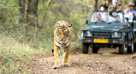 Tigre Intenta Atacar A Auto Con Turistas En La India VIDEO