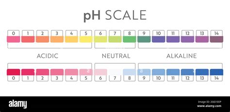 PH Value Scale Chart Acid Base Balance Infographic Education Poster