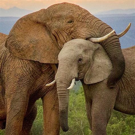 And This Is Exactly What Comes To Mind When I Think Of An Elephant Hug