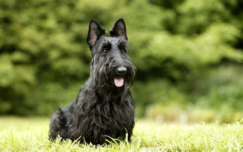 How to Train a Scottish Terrier
