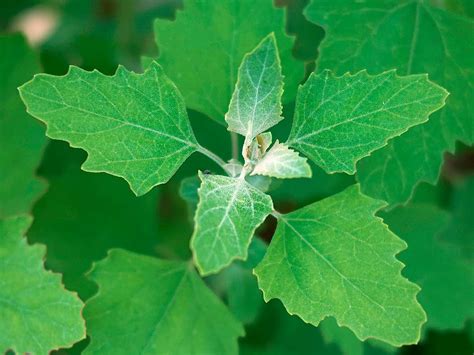 Identifying Common Garden Weeds Uk Fasci Garden