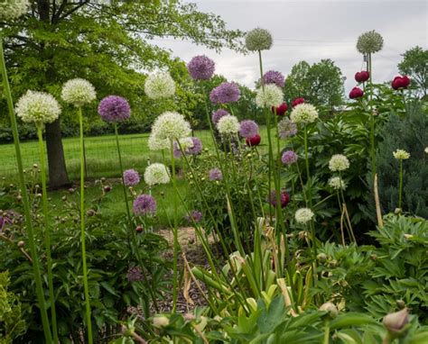 Giant Onion Allium Giganteum Agrowing And Care Guide For Gardeners