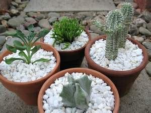 They may flower like clockwork, or in response to heavy rain after a dry period, or they may only flower every few years, seemingly at random. Growing Healthy Cactus Indoors | House Plants for You ...