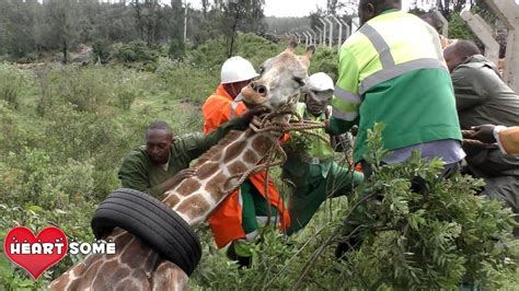 giraffe rescued from a tire stuck around its neck heartsome 💖 youtube