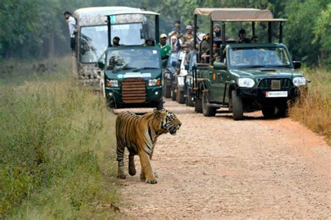 Pench National Park Madhya Pradesh A Detailed Travel Guide Tusk