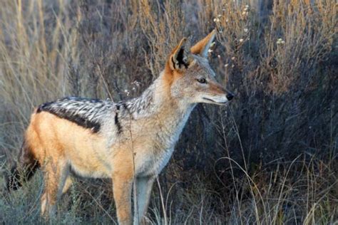 Black Backed Jackal Facts Pictures Video And Information Discover An