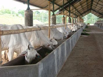 Menentukan Lokasi Kandang Untuk Pengemukan Sapi Potong | PoultryShop