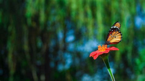 Download Wallpaper 1600x900 Butterfly Flower Flying Beautiful