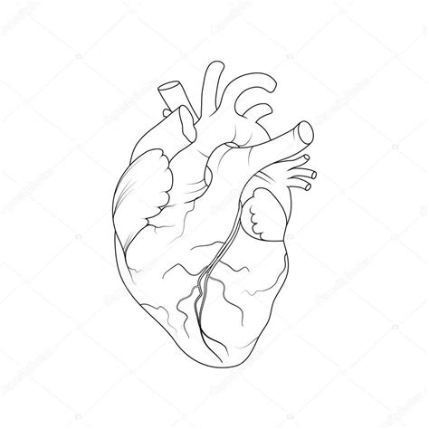 Corazon Humano Real Para Colorear Corazón Humano Anatómico