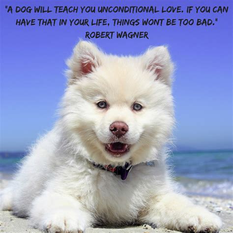 A Dog Will Love You Unconditionally Quotes