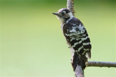 Woodpeckers In North Carolina 8 Species Youll Find Here