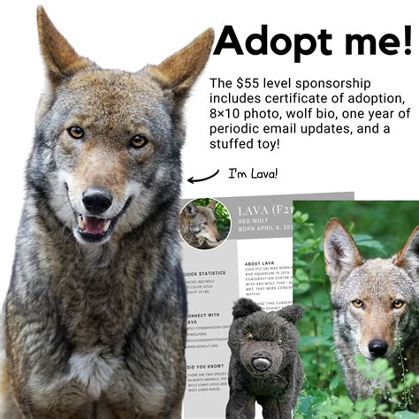 Wolf Conservation Center On Twitter Share Your Love For Wolves With A