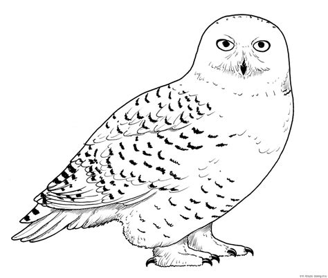 Snowy Owl Draw Line Art Illustrations