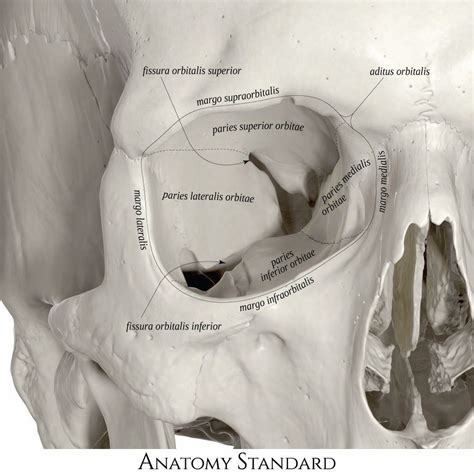 Opening To The Orbit Anatomy Bones Human Body Anatomy Human