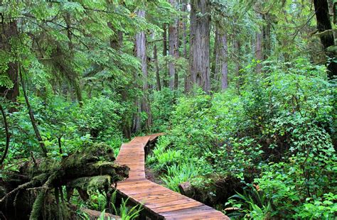 Rainforest Away Canada Vancouver Free Photo On Pixabay