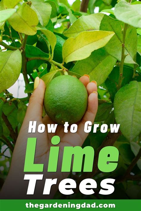How To Grow Lime Trees In Pots 10 Easy Tips Lime Tree Potted Trees