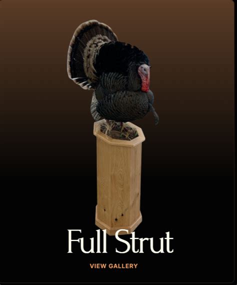 Full Strut Turkey Pose By Aaron Stehlings Taxidermy Stehlings Taxidermy
