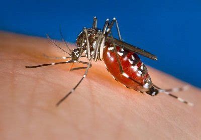 Wnv is maintained in nature in a cycle involving transmission between birds and mosquitoes. Deutschland wird zum Tigermücken-Risikogebiet - Mildere ...